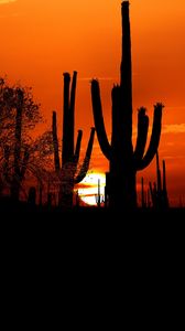 Preview wallpaper cacti, sun, sunset, twilight, dark, outlines