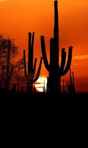 Preview wallpaper cacti, sun, sunset, twilight, dark, outlines