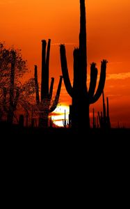 Preview wallpaper cacti, sun, sunset, twilight, dark, outlines