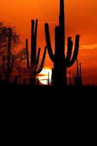 Preview wallpaper cacti, sun, sunset, twilight, dark, outlines