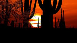 Preview wallpaper cacti, sun, sunset, twilight, dark, outlines