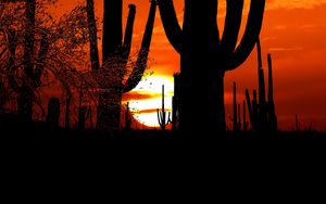 Preview wallpaper cacti, sun, sunset, twilight, dark, outlines