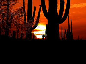 Preview wallpaper cacti, sun, sunset, twilight, dark, outlines