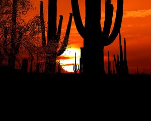 Preview wallpaper cacti, sun, sunset, twilight, dark, outlines