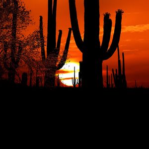 Preview wallpaper cacti, sun, sunset, twilight, dark, outlines