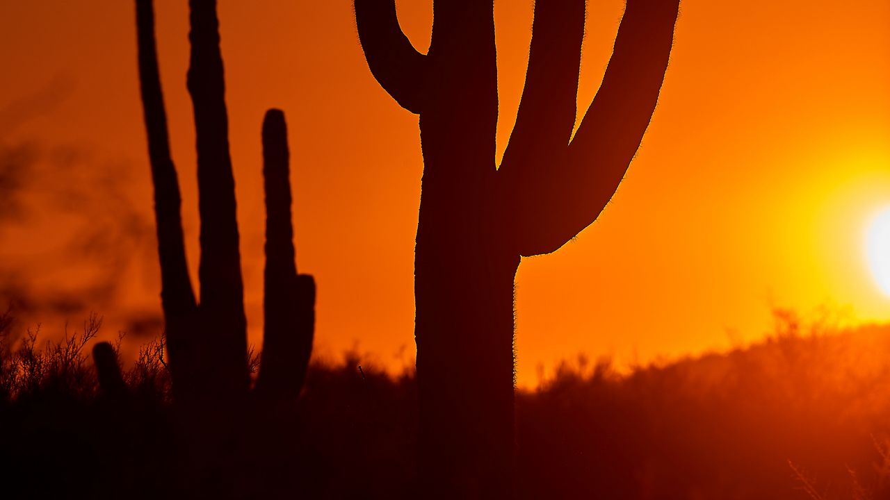 Wallpaper cacti, sunset, dusk, dark hd, picture, image
