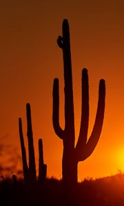 Preview wallpaper cacti, sunset, dusk, dark