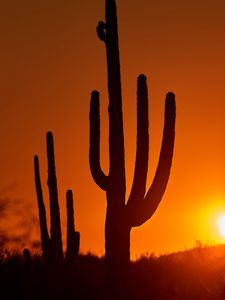 Preview wallpaper cacti, sunset, dusk, dark
