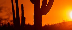 Preview wallpaper cacti, sunset, dusk, dark