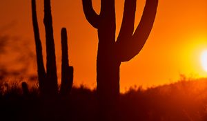 Preview wallpaper cacti, sunset, dusk, dark