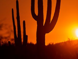 Preview wallpaper cacti, sunset, dusk, dark