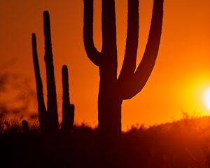 Preview wallpaper cacti, sunset, dusk, dark