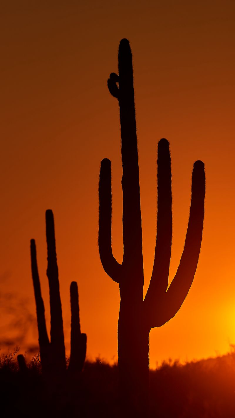 Download Wallpaper 800x1420 Cacti Sunset Dusk Dark Iphone Se5s5c5
