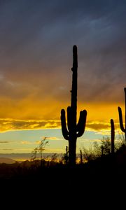 Preview wallpaper cacti, sunset, dusk, dark, nature