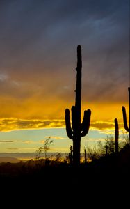 Preview wallpaper cacti, sunset, dusk, dark, nature