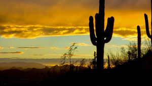 Preview wallpaper cacti, sunset, dusk, dark, nature