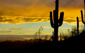 Preview wallpaper cacti, sunset, dusk, dark, nature