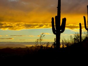 Preview wallpaper cacti, sunset, dusk, dark, nature