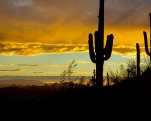 Preview wallpaper cacti, sunset, dusk, dark, nature