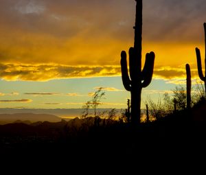Preview wallpaper cacti, sunset, dusk, dark, nature
