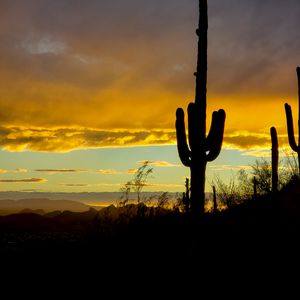 Preview wallpaper cacti, sunset, dusk, dark, nature