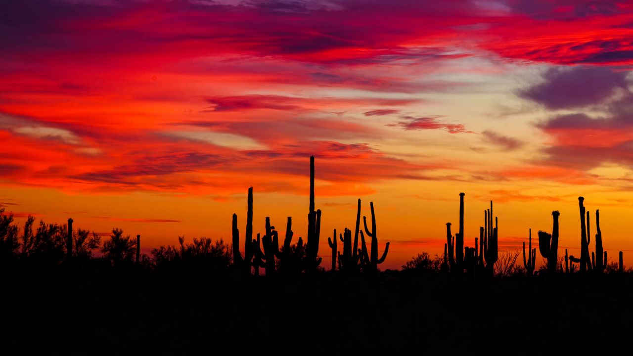 Wallpaper cacti, sunset, silhouettes, arizona