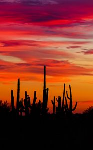 Preview wallpaper cacti, sunset, silhouettes, arizona