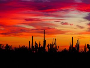 Preview wallpaper cacti, sunset, silhouettes, arizona