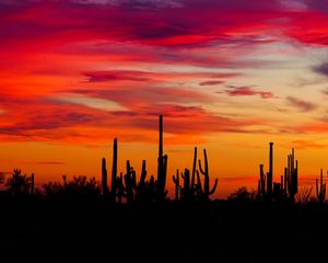 Preview wallpaper cacti, sunset, silhouettes, arizona