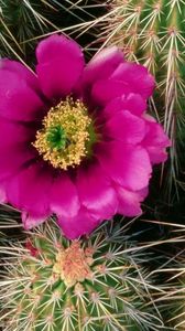 Preview wallpaper cactus, bloom, needles, bedroom, flower