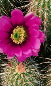 Preview wallpaper cactus, bloom, needles, bedroom, flower