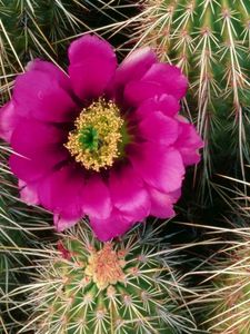 Preview wallpaper cactus, bloom, needles, bedroom, flower