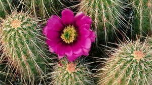 Preview wallpaper cactus, bloom, needles, bedroom, flower