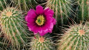 Preview wallpaper cactus, bloom, needles, bedroom, flower