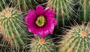 Preview wallpaper cactus, bloom, needles, bedroom, flower