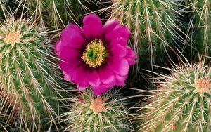 Preview wallpaper cactus, bloom, needles, bedroom, flower