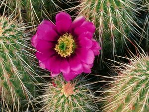 Preview wallpaper cactus, bloom, needles, bedroom, flower