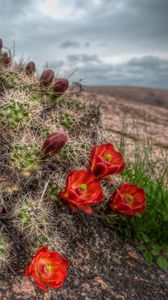 Preview wallpaper cactus, bloom, needles, sky, grass