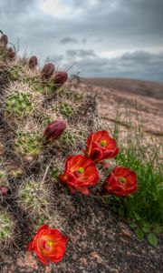 Preview wallpaper cactus, bloom, needles, sky, grass