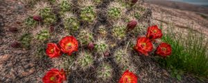 Preview wallpaper cactus, bloom, needles, sky, grass