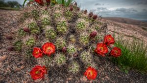 Preview wallpaper cactus, bloom, needles, sky, grass
