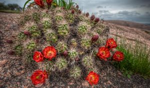 Preview wallpaper cactus, bloom, needles, sky, grass