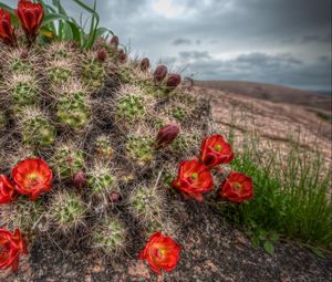 Preview wallpaper cactus, bloom, needles, sky, grass