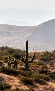 Preview wallpaper cactus, bushes, prairie, hills, distance