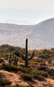 Preview wallpaper cactus, bushes, prairie, hills, distance