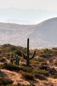 Preview wallpaper cactus, bushes, prairie, hills, distance