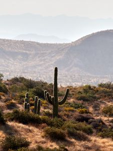 Preview wallpaper cactus, bushes, prairie, hills, distance