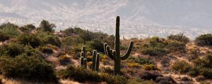 Preview wallpaper cactus, bushes, prairie, hills, distance