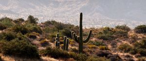 Preview wallpaper cactus, bushes, prairie, hills, distance