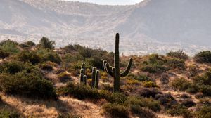 Preview wallpaper cactus, bushes, prairie, hills, distance